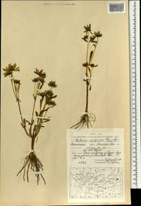 Череда лучистая Thuill., Монголия (MONG) (Монголия)