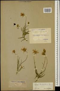 Gelasia biebersteinii (Lipsch.) Zaika, Sukhor. & N. Kilian, Кавказ, Грузия (K4) (Грузия)