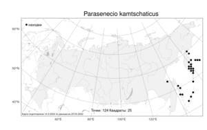 Parasenecio kamtschaticus (Maxim.) Kadota, Атлас флоры России (FLORUS) (Россия)