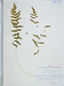 Телиптерис болотный Schott, Сибирь, Дальний Восток (S6) (Россия)