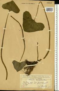 Белокопытник лучистый (J. F. Gmel.) J. Toman, Восточная Европа, Северный район (E1) (Россия)