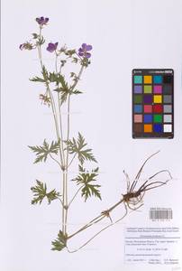 Герань луговая L., Восточная Европа, Московская область и Москва (E4a) (Россия)