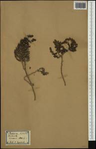 Thymelaea hirsuta (L.) Endl., Западная Европа (EUR) (Испания)