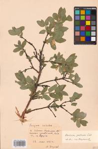 Жимолость голубая L., Восточная Европа, Московская область и Москва (E4a) (Россия)