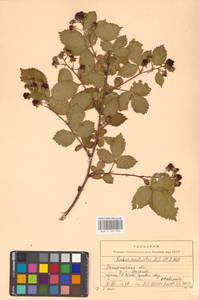 Ежевика перетянутая Lefèvre & P.J.Müll., Восточная Европа, Западно-Украинский район (E13) (Украина)