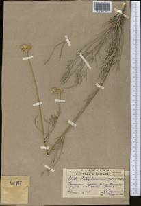 Жабрица леманновская (Bunge) Boiss., Средняя Азия и Казахстан, Памир и Памиро-Алай (M2) (Таджикистан)