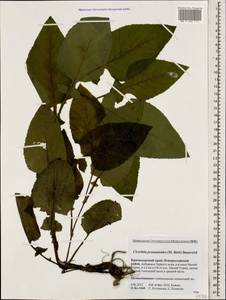 Lactuca prenanthoides (M. Bieb.), Кавказ, Краснодарский край и Адыгея (K1a) (Россия)