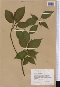 Cornus alternifolia L.f., Америка (AMER) (Канада)