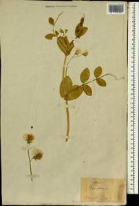 Lathyrus oleraceus Lam., Зарубежная Азия (ASIA) (Япония)