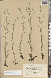 Незабудка полевая (L.) Hill, Восточная Европа, Московская область и Москва (E4a) (Россия)