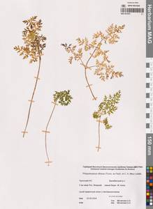 Вздутоплодник волосистый (Turcz. ex Fisch. & C.A.Mey.) Turcz. ex Ledeb., Сибирь, Чукотка и Камчатка (S7) (Россия)