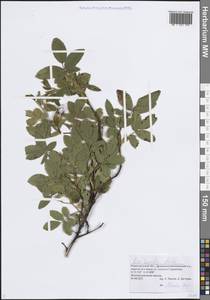 Шиповник майский Herrm., Восточная Европа, Волжско-Камский район (E7) (Россия)