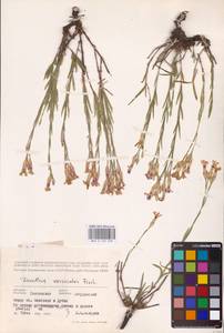 Гвоздика китайская L., Восточная Европа, Центральный лесостепной район (E6) (Россия)