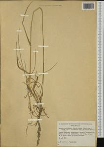 Lolium arundinaceum (Schreb.) Darbysh., Западная Европа (EUR) (Франция)
