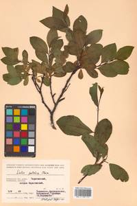 Salix pulchra subsp. pulchra, Сибирь, Чукотка и Камчатка (S7) (Россия)