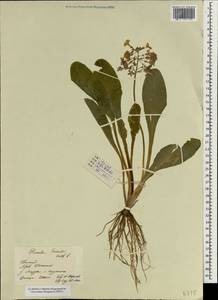Primula bullata var. forrestii (Balf. fil.) P. Eveleigh, J. Nielsen & D. W. H. Rankin, Зарубежная Азия (ASIA) (КНР)