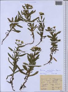 Achillea alpina subsp. camtschatica (Heimerl) Kitam., Сибирь, Дальний Восток (S6) (Россия)