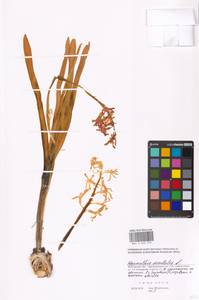 Hyacinthus orientalis L., Восточная Европа, Московская область и Москва (E4a) (Россия)
