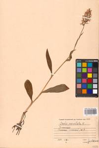 Пальчатокоренник Фукса (Druce) Soó, Восточная Европа, Московская область и Москва (E4a) (Россия)