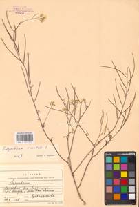 Гулявник восточный L., Восточная Европа (без точных пунктов) (E0)