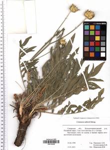 Rhaponticoides taliewii (Kleopow) M. V. Agab. & Greuter, Восточная Европа, Средневолжский район (E8) (Россия)