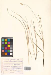 Осока безжилковая C.A.Mey., Сибирь, Дальний Восток (S6) (Россия)