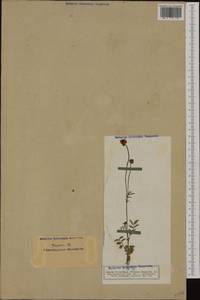 Poterium sanguisorba subsp. sanguisorba, Западная Европа (EUR) (Германия)