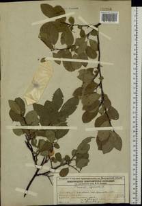 Слива колючая, Терн L., Восточная Европа, Волжско-Камский район (E7) (Россия)