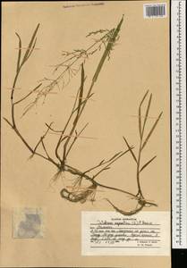 Поручейница водная, Поручейница водяная (L.) P.Beauv., Зарубежная Азия (ASIA) (Афганистан)