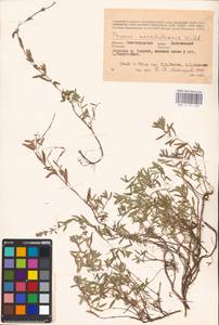 MHA 0 157 086, Thymus pannonicus All., Восточная Европа, Нижневолжский район (E9) (Россия)