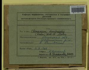 Climacium dendroides (Hedw.) F. Weber & D. Mohr, Гербарий мохообразных, Мхи - Центральное Черноземье (B10) (Россия)