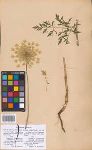 Морковь обыкновенная, Морковь дикая L., Восточная Европа, Южно-Украинский район (E12) (Украина)