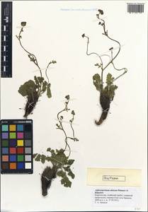 Aulacospermum alaicum Pimenov & Kljuykov, Средняя Азия и Казахстан, Памир и Памиро-Алай (M2) (Киргизия)