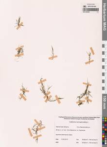 Болотник обоеполый L., Сибирь, Чукотка и Камчатка (S7) (Россия)