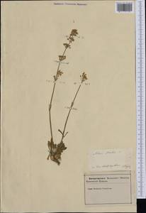 Смолевка ушастая (L.) Wibel, Западная Европа (EUR) (Словения)