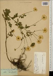 Tanacetum partheniifolium (Willd.) Sch. Bip., Кавказ, Южная Осетия (K4b) (Южная Осетия)