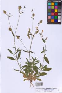 Смолевка астраханская, Дрема астраханская (Pacz.) Takht., Восточная Европа, Нижневолжский район (E9) (Россия)