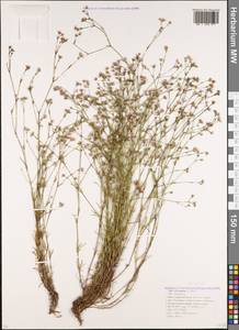 Cynanchica supina subsp. supina, Кавказ, Краснодарский край и Адыгея (K1a) (Россия)