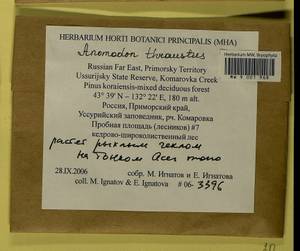 Anomodon thraustus Müll. Hal., Гербарий мохообразных, Мхи - Дальний Восток (без Чукотки и Камчатки) (B20) (Россия)