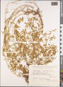 Medicago lessingii Fisch. & C.A.Mey. ex Kar., Кавказ, Дагестан (K2) (Россия)