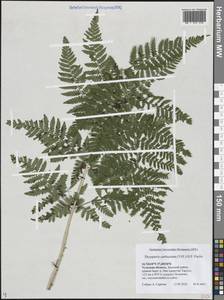 Щитовник картузианский, Щитовник шартрский (Vill.) H.P.Fuchs, Восточная Европа, Центральный район (E4) (Россия)