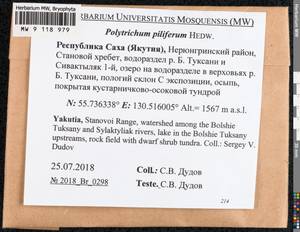 Polytrichum piliferum Hedw., Гербарий мохообразных, Мхи - Якутия (B19) (Россия)