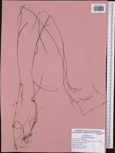 Мятлик болотный L., Восточная Европа, Центральный район (E4) (Россия)