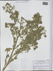 Bubon arachnoideum (Boiss. & Orph. ex Boiss.) Hand, Западная Европа (EUR) (Греция)