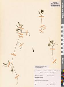 Лютик волосолистный, Шелковник волосолистный Chaix, Сибирь, Чукотка и Камчатка (S7) (Россия)