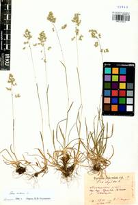 Мятлик альпийский L., Сибирь, Прибайкалье и Забайкалье (S4) (Россия)