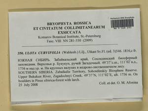 Ulota curvifolia (Wahlenb.) Sw., Гербарий мохообразных, Мхи - Прибайкалье и Забайкалье (B18) (Россия)