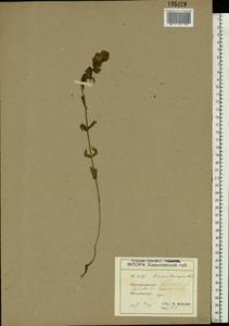 Rhinanthus serotinus var. vernalis (N. W. Zinger) Janch., Восточная Европа, Южно-Украинский район (E12) (Украина)