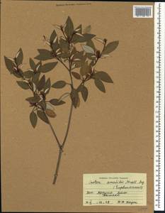 Croton gratissimus Burch., Африка (AFR) (Мали)