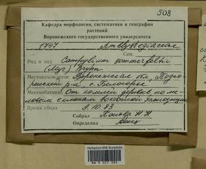 Campylophyllopsis sommerfeltii (Myrin) Ochyra, Гербарий мохообразных, Мхи - Центральное Черноземье (B10) (Россия)
